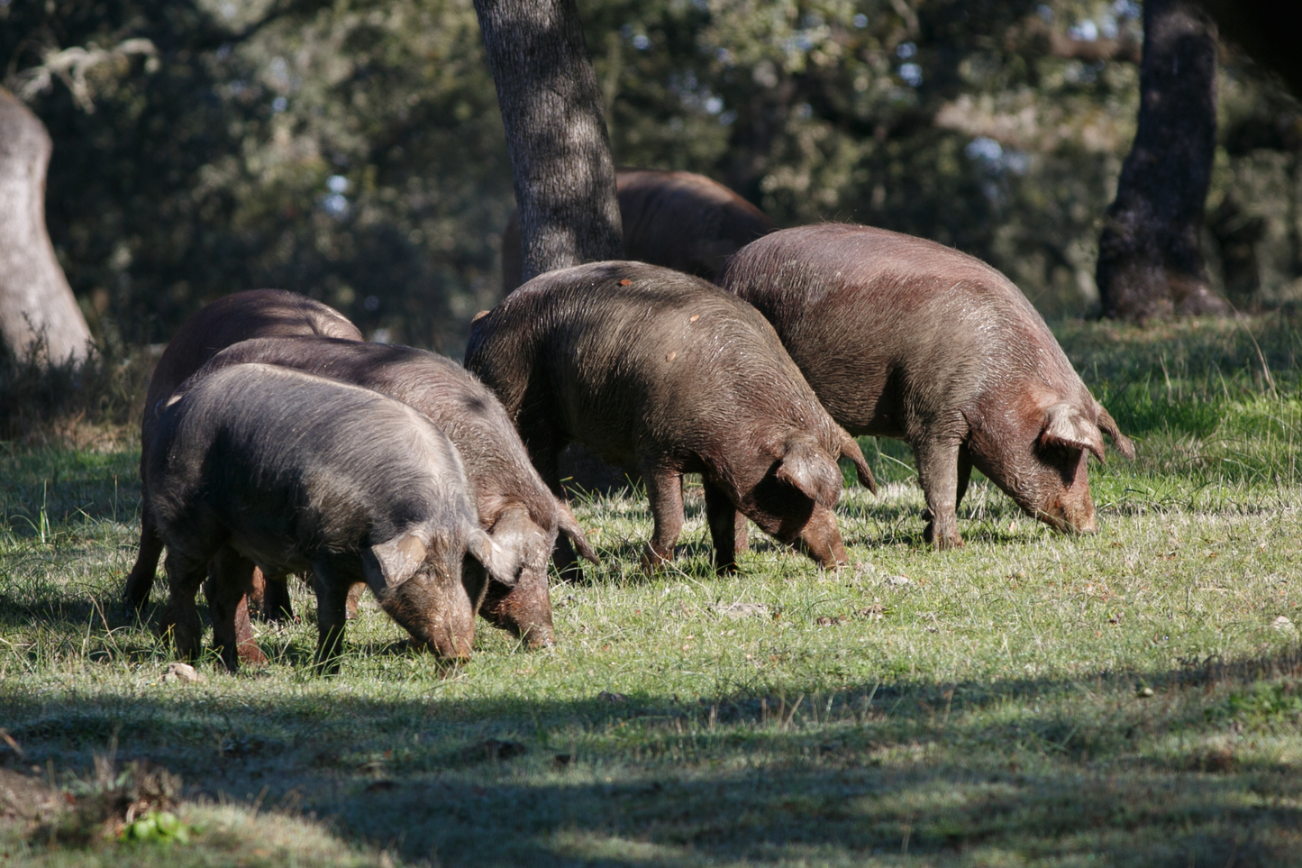 Iberian Pork Belly Thick Cut (Rind off average 35-40% fat) 去皮伊比利亞厚切豬五花