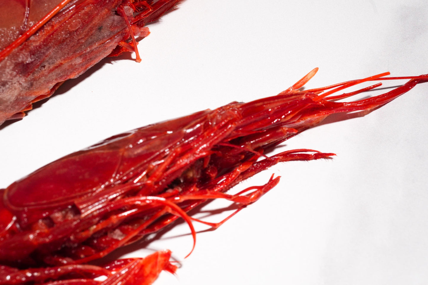 Celeplate Pass Sale: Carabineros Prawn XXL 特大红魔虾