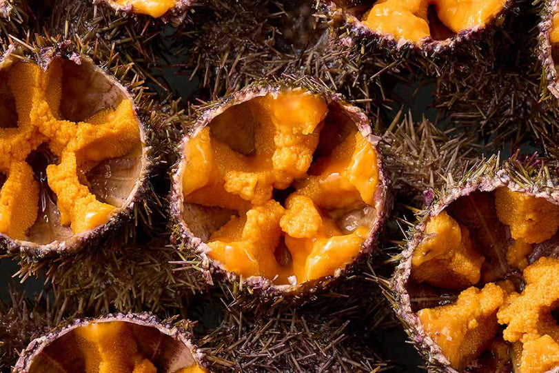Sashimi Sea Urchin Roe 刺身級海水海膽