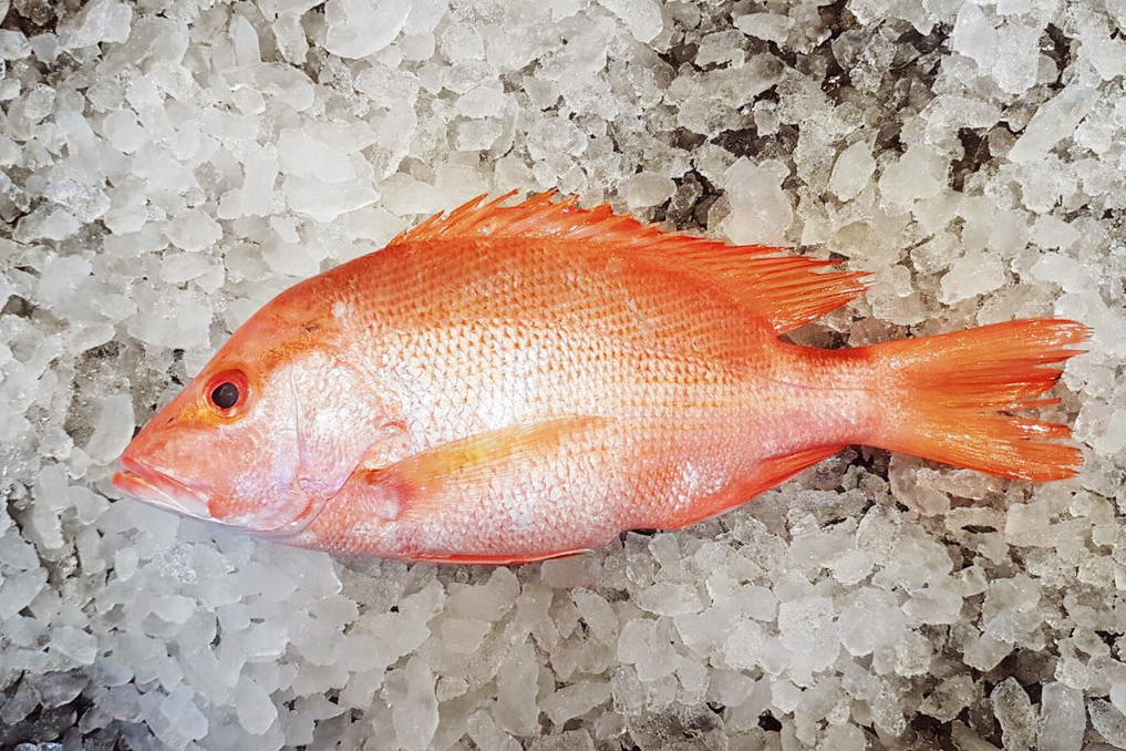 Fresh Red snapper 新鲜红鲷鱼