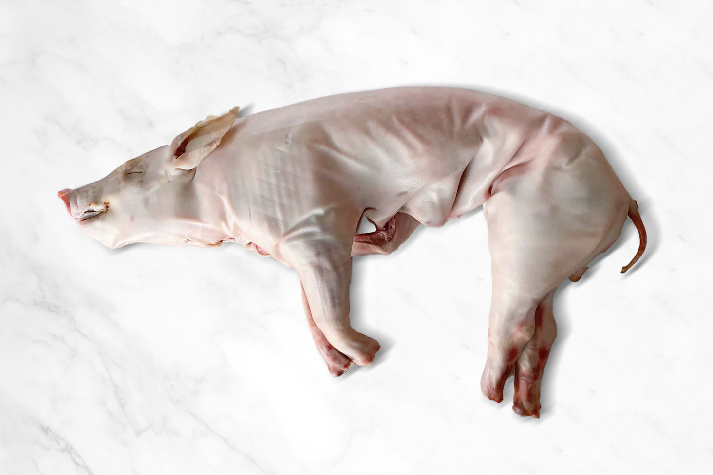 Whole Suckling Pig 西班牙整只乳豬