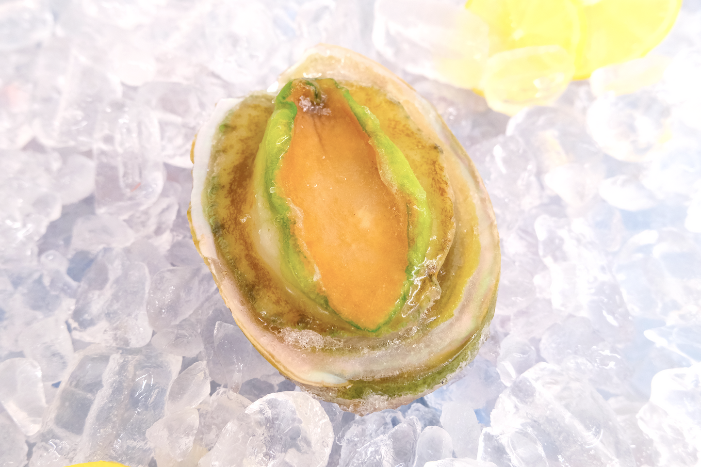Australian Abalone 刺身级澳洲特级三头鲍