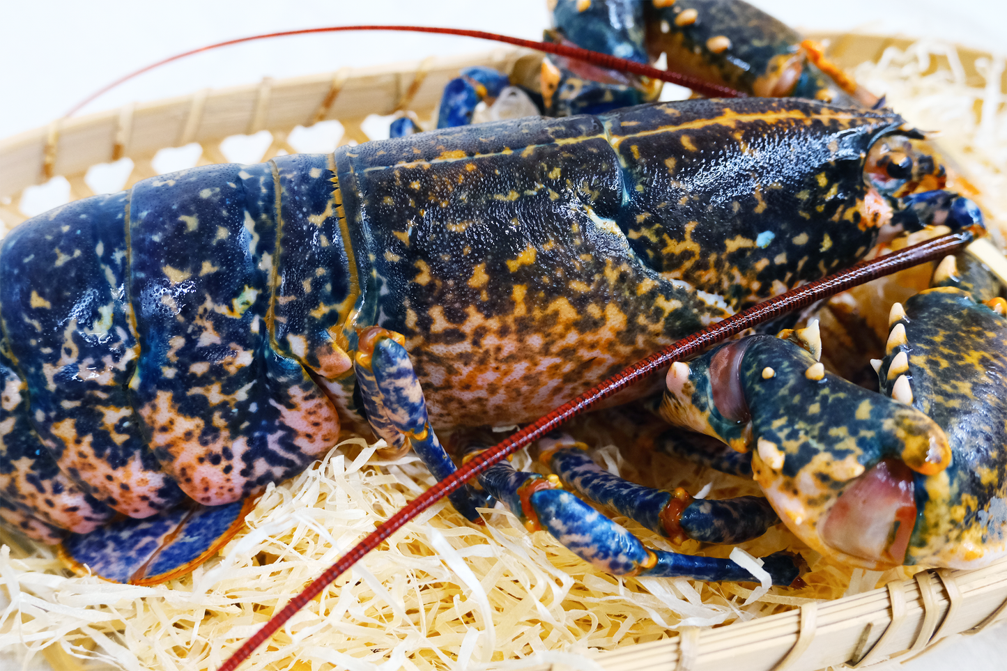 Live Scottish Native Blue Lobster 活苏格兰蓝龙虾