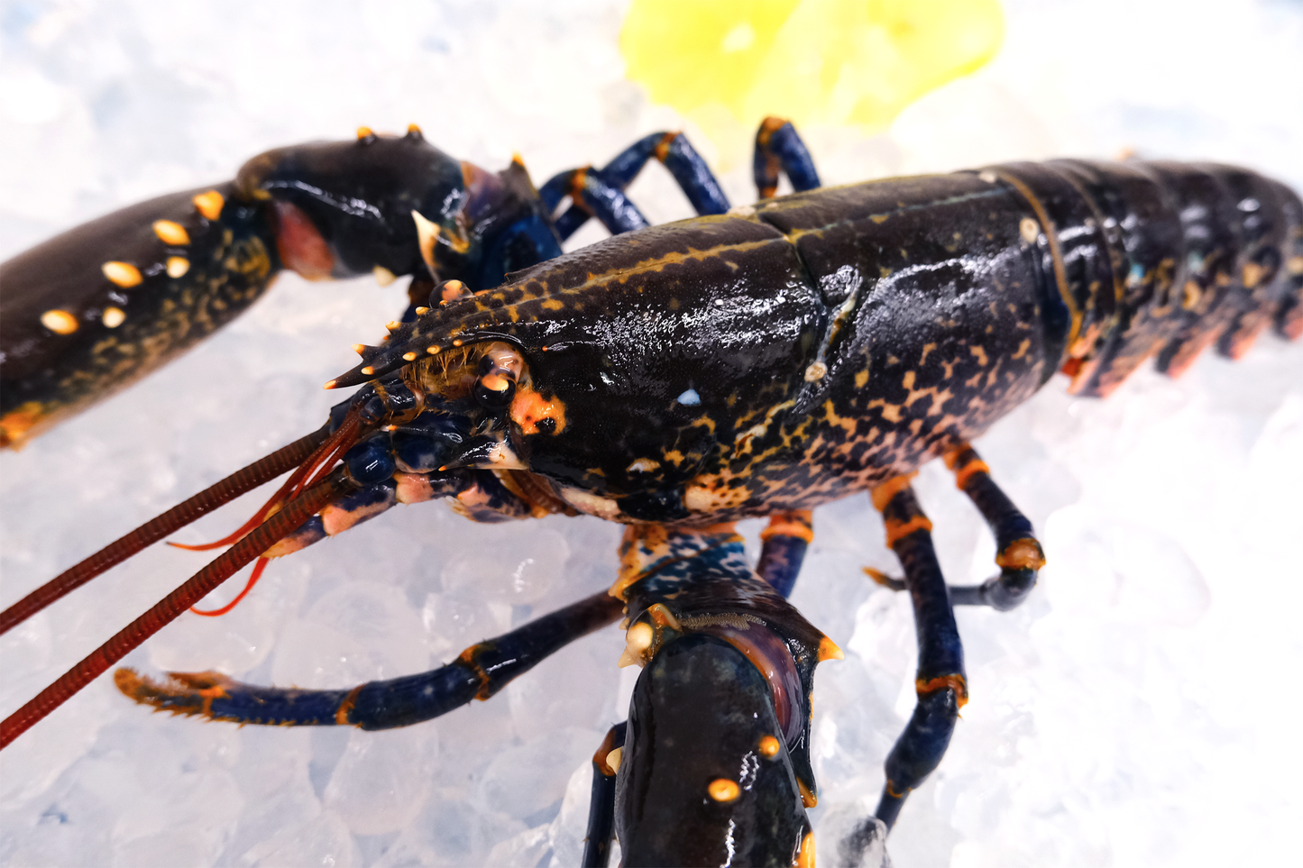 Live Scottish Native Blue Lobster 活苏格兰蓝龙虾