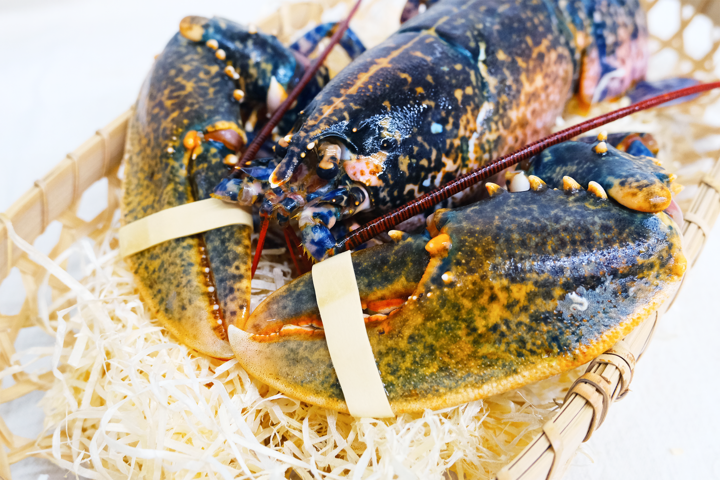 Live Scottish Native Blue Lobster 活苏格兰蓝龙虾