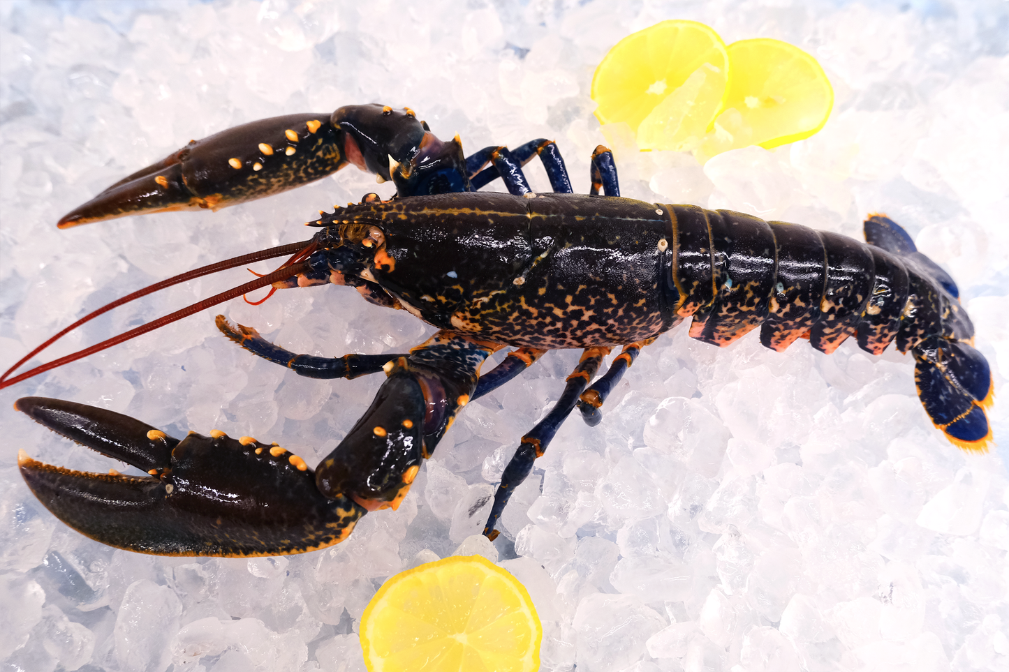 Live Scottish Native Blue Lobster 活苏格兰蓝龙虾