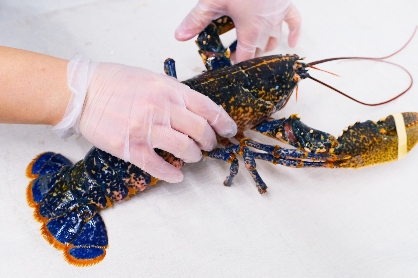 Live Scottish Native Blue Lobster 活苏格兰蓝龙虾