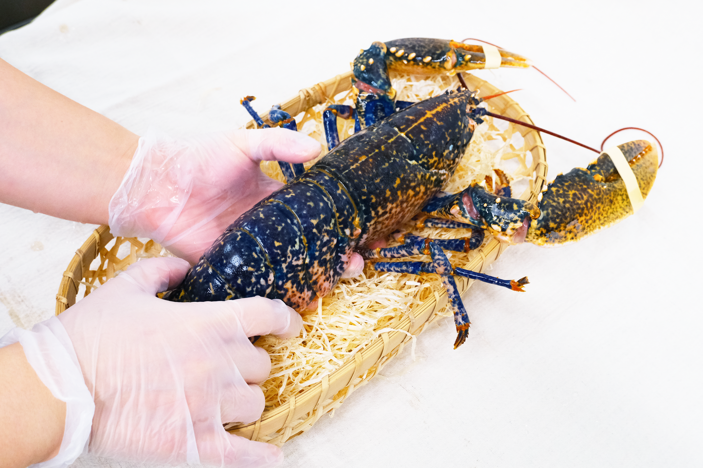Live Scottish Native Blue Lobster 活苏格兰蓝龙虾