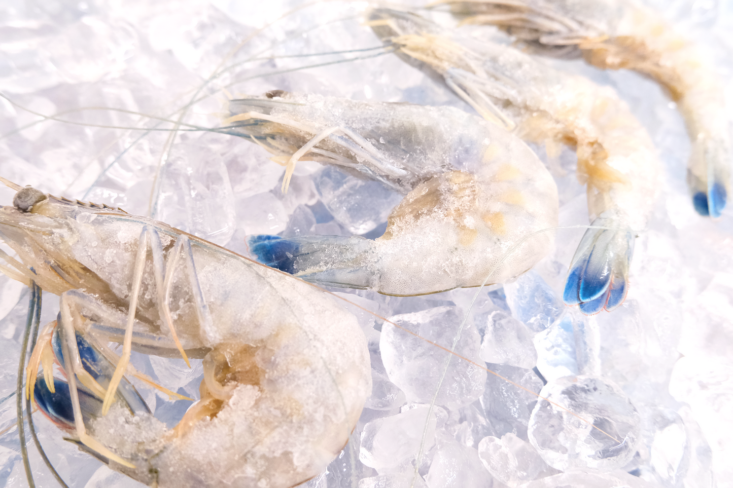 French Sashimi Blue Prawn 刺身級法國藍蝦