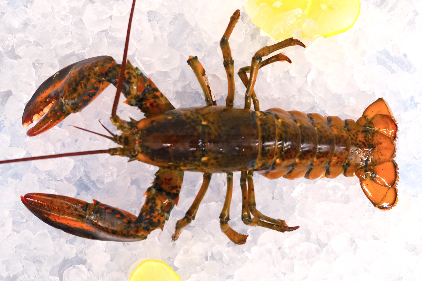 Live North American Lobster 活波士顿龙虾