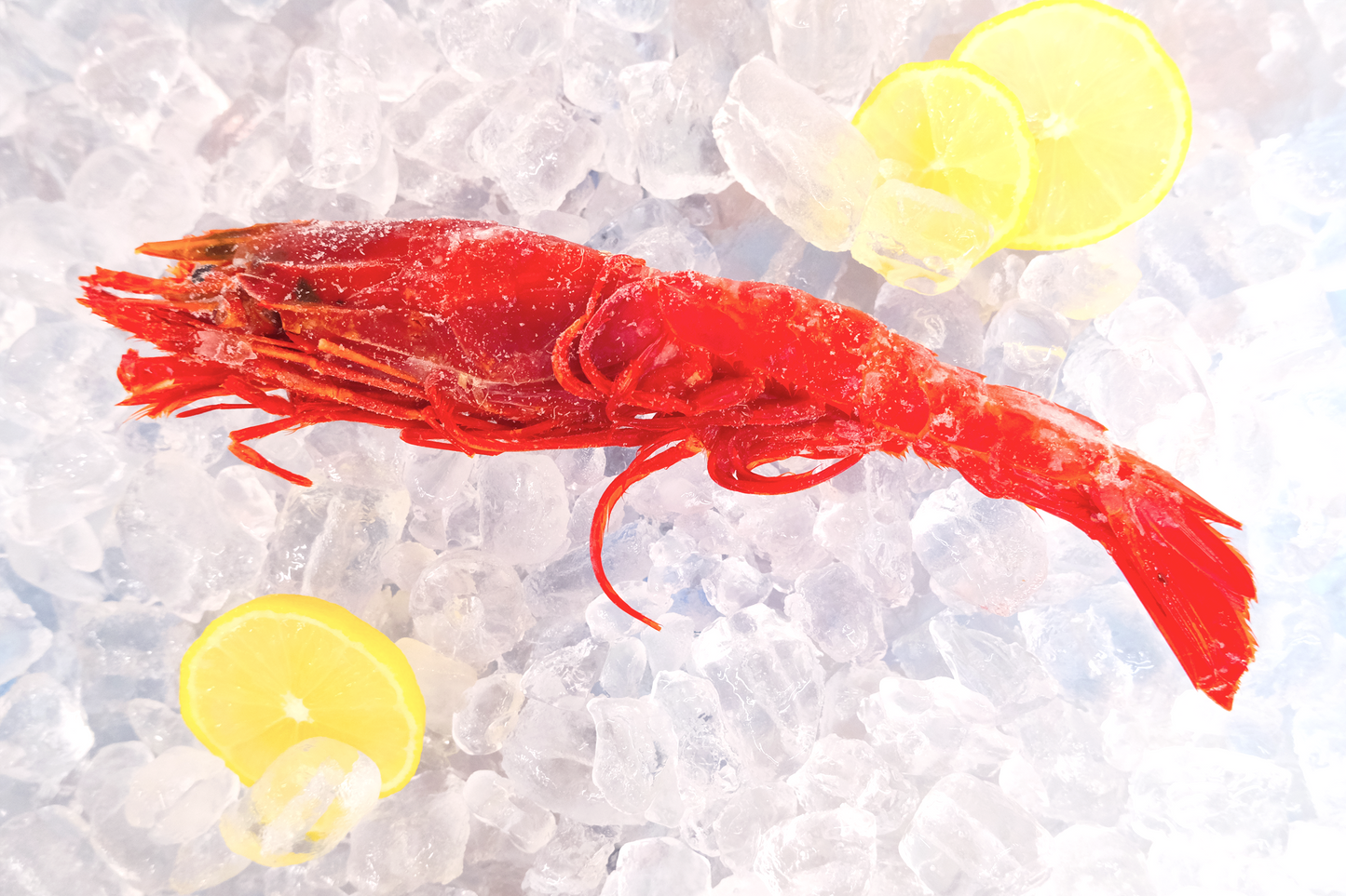 Carabineros Prawn XXL 特大红魔虾