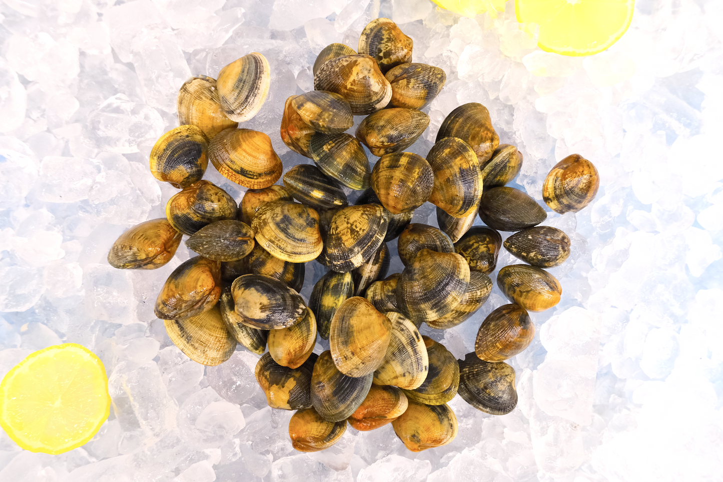 Live Cornish Palourdes Clam 康沃尔郡活花蛤