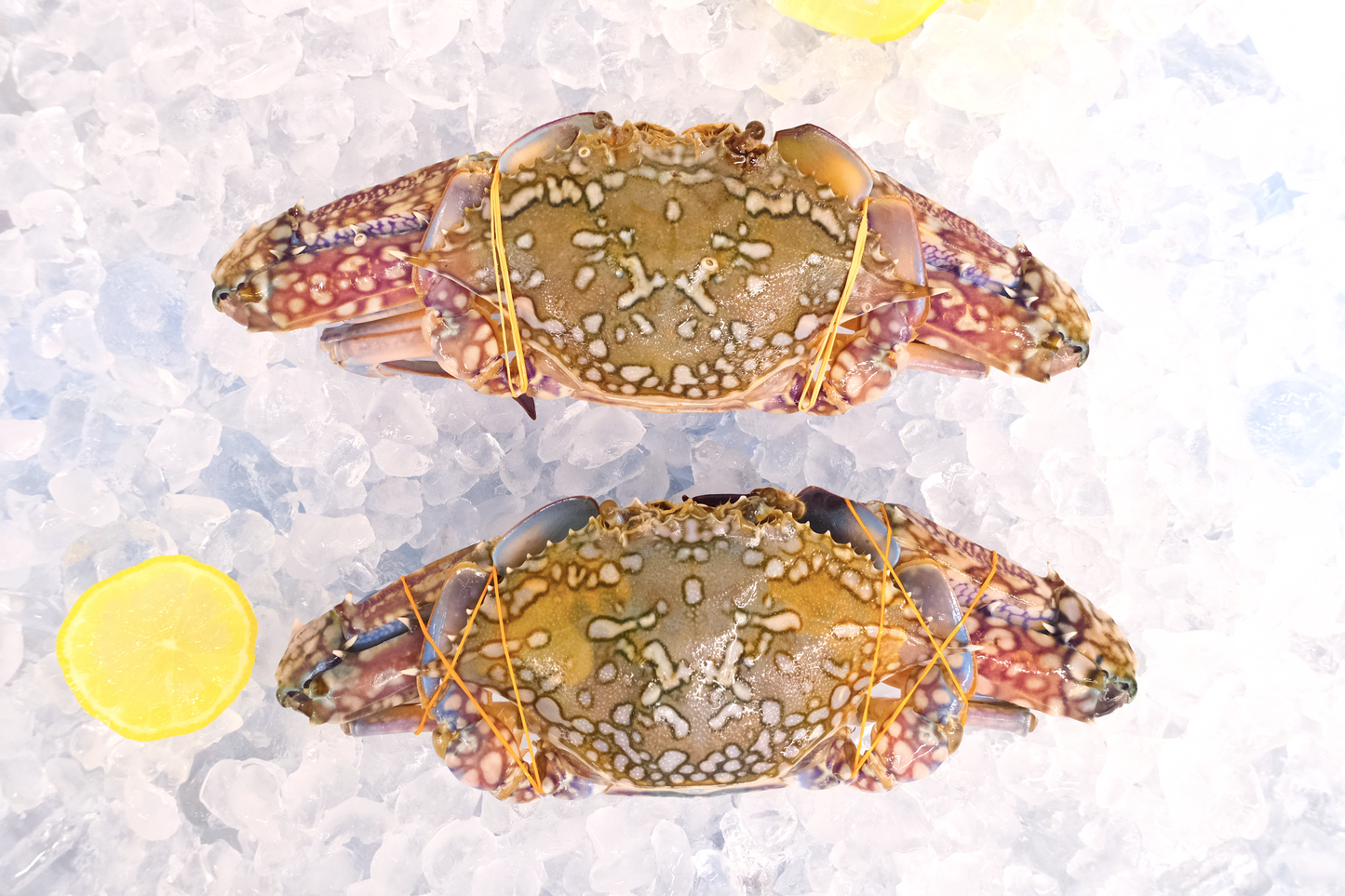 Blue Swimmer Crab 空运蓝花梭子蟹
