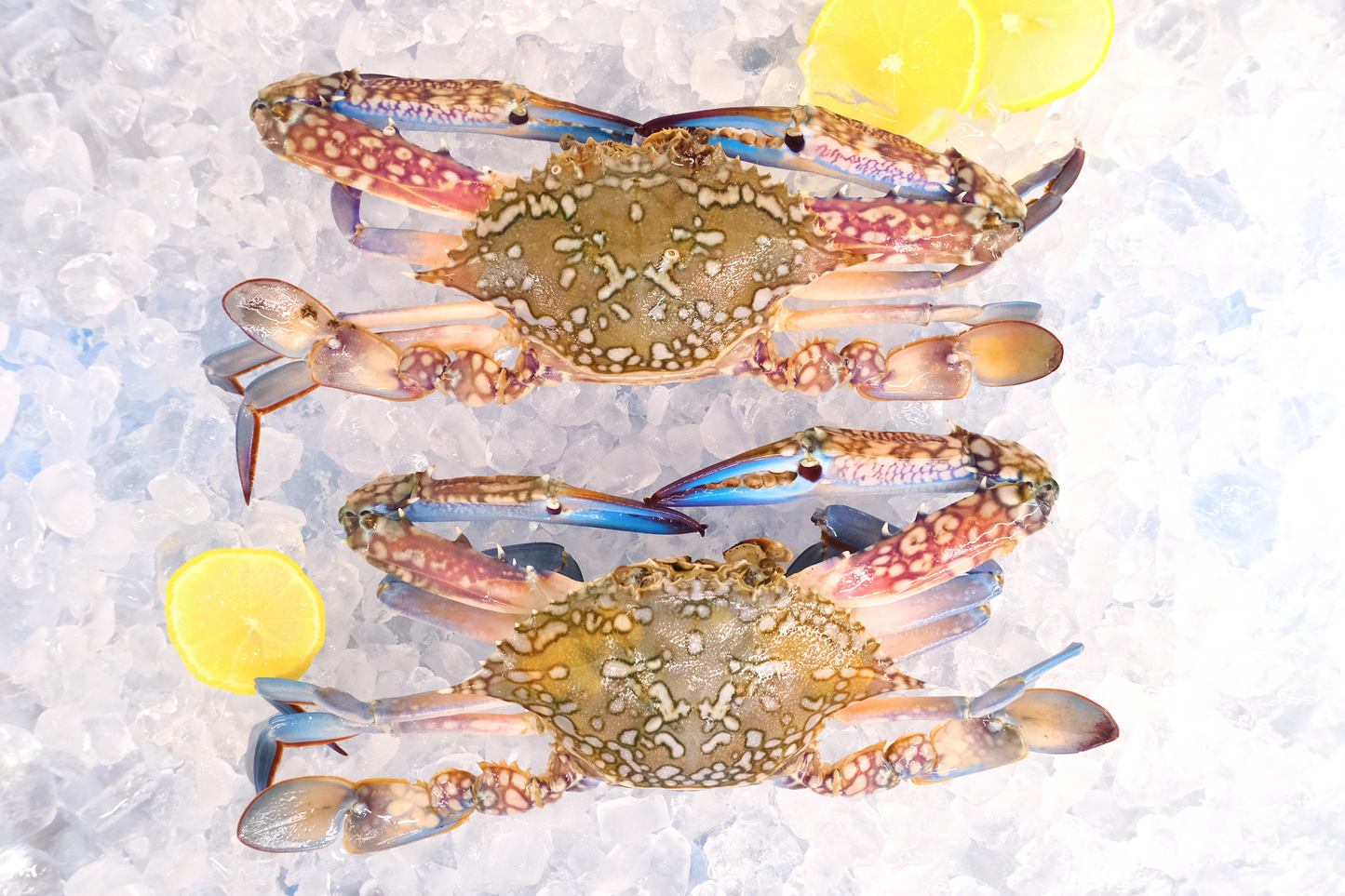 Blue Swimmer Crab 空运蓝花梭子蟹