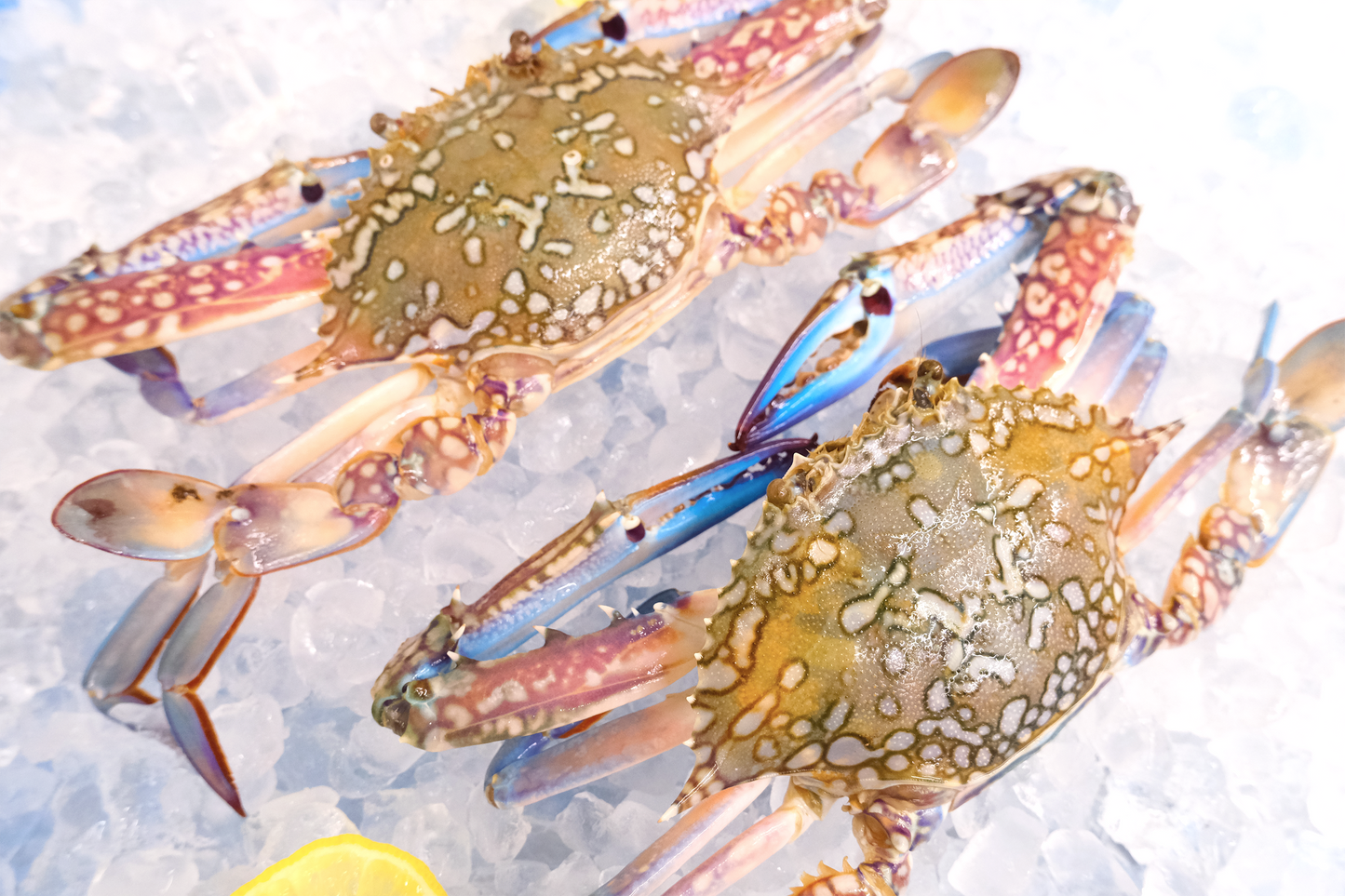 Blue Swimmer Crab 空运蓝花梭子蟹