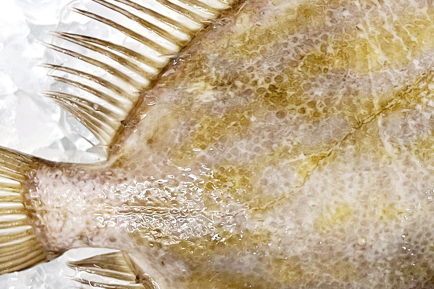 Fresh Daily Catch John Dory 康沃尔多利鱼