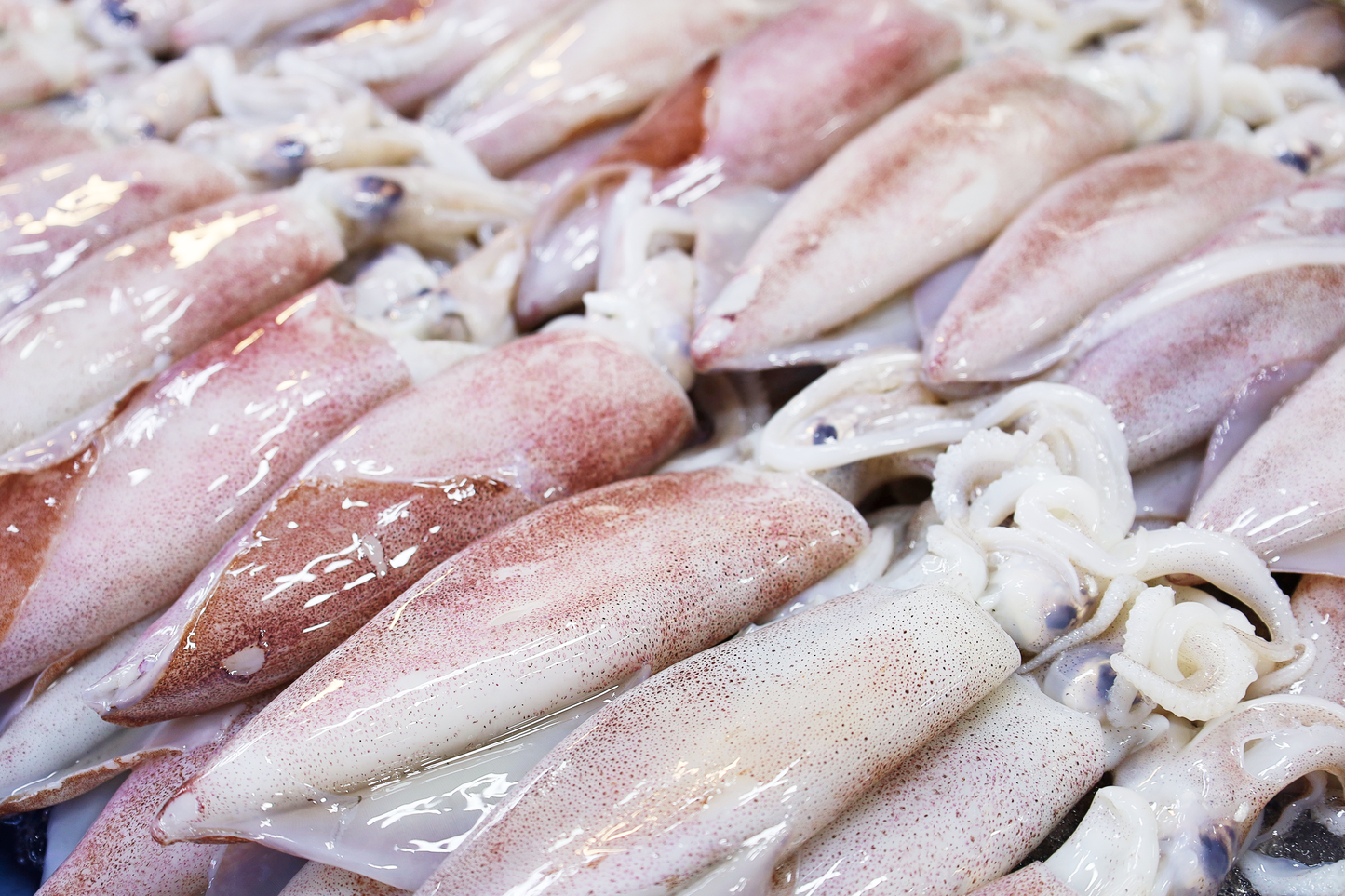 Cleaned Wild-Caught Squid 野生歐洲筆管魷魚
