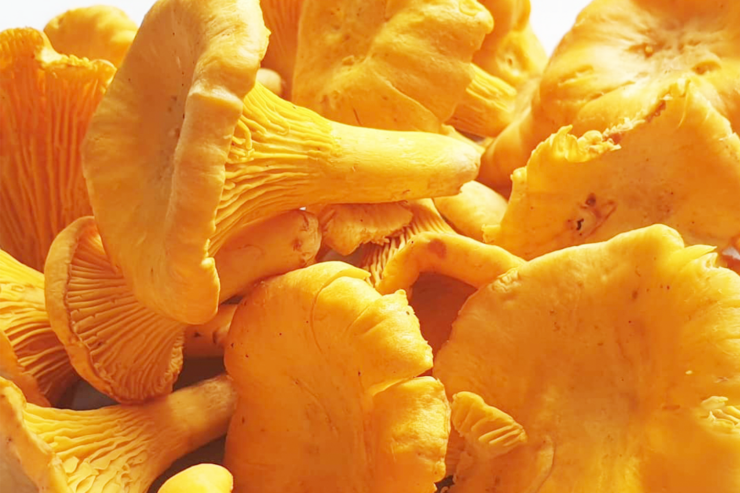 Fresh Girolle Mushroom 新鲜鸡油菌