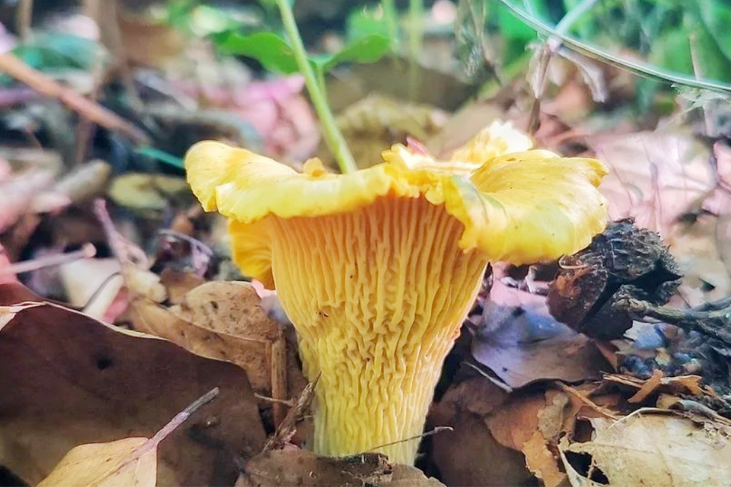 Fresh Girolle Mushroom 新鲜鸡油菌