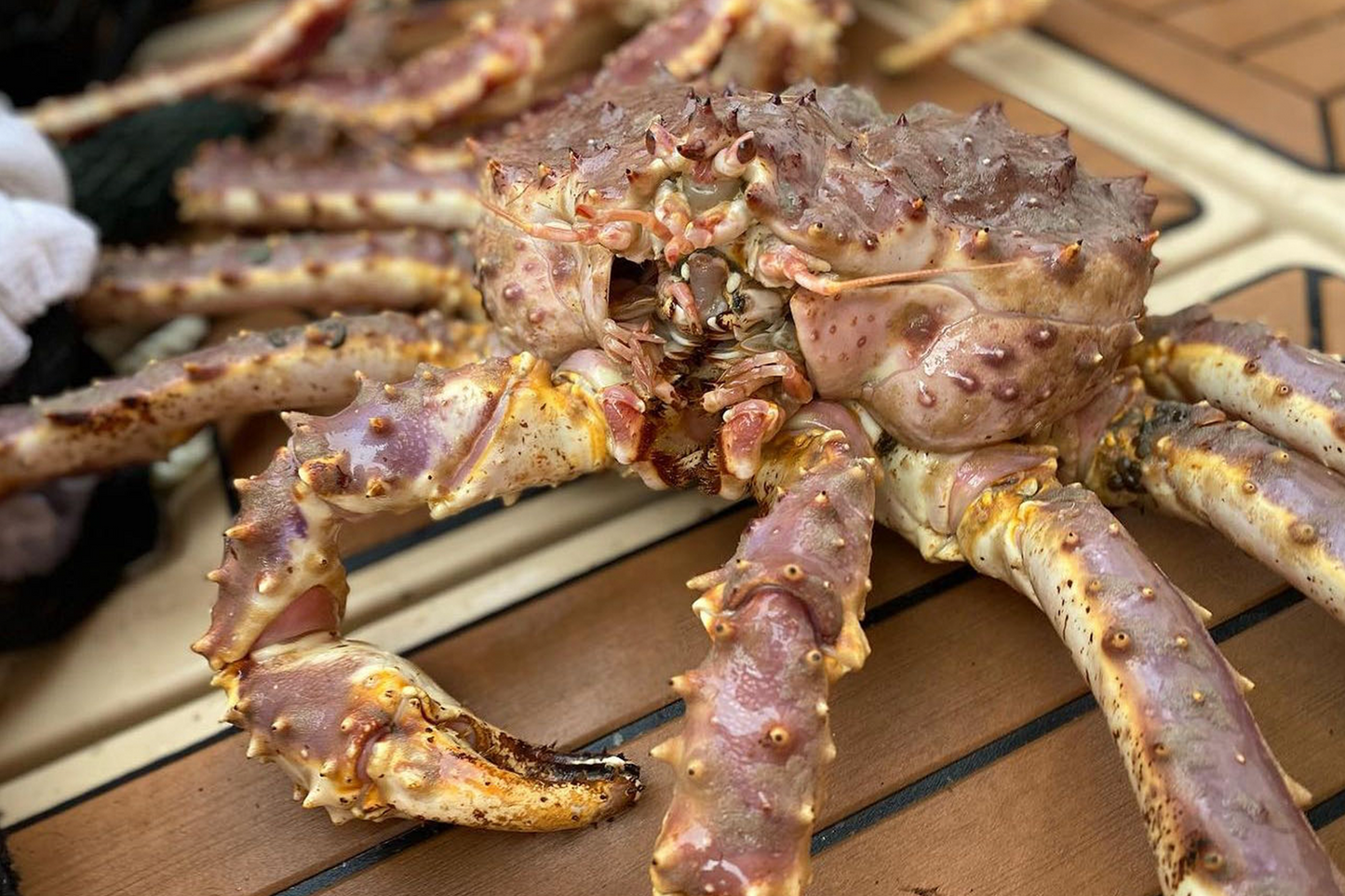 Pre-order Live Norwegian King Crab £145/KG 僅預定 活挪威帝王蟹