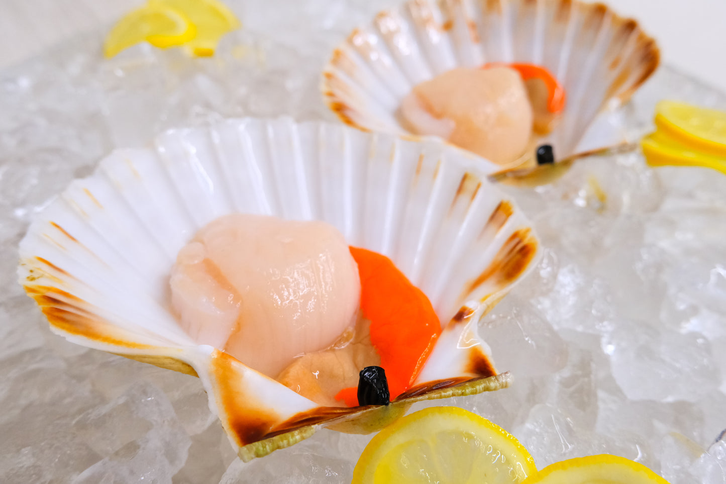 Live Diver catch Cornish Scallop Roe-on 康沃尔郡带黄活扇贝