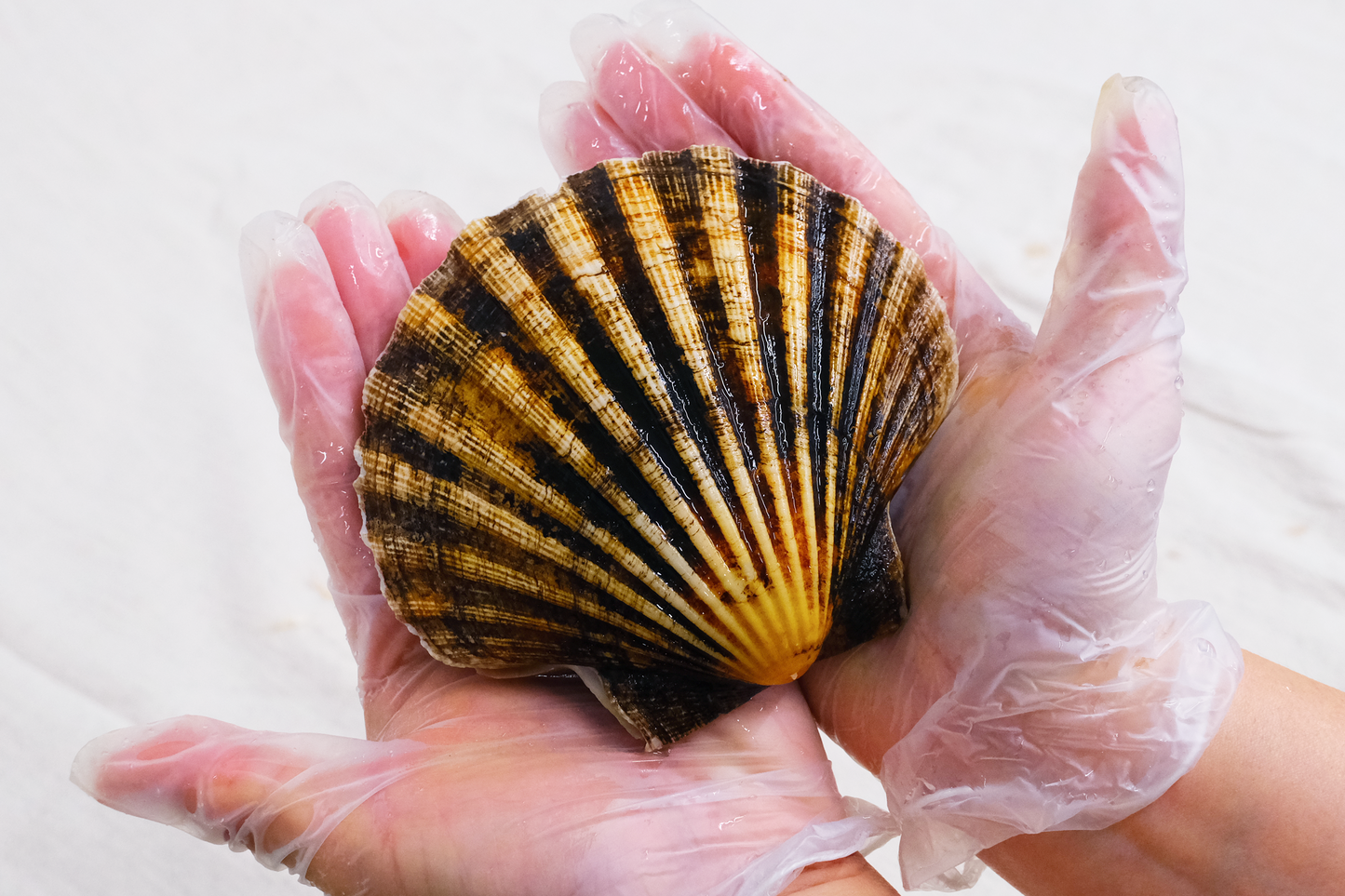 Live Diver catch Cornish Scallop Roe-on 康沃尔郡带黄活扇贝
