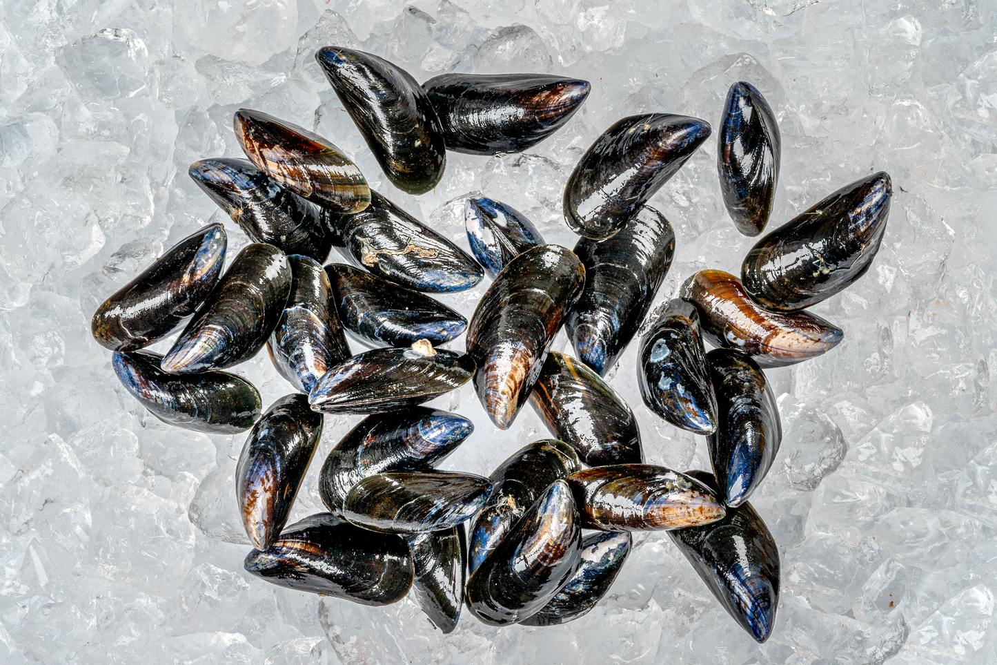 Live Cornish Mussels 康沃尔郡活青口贝