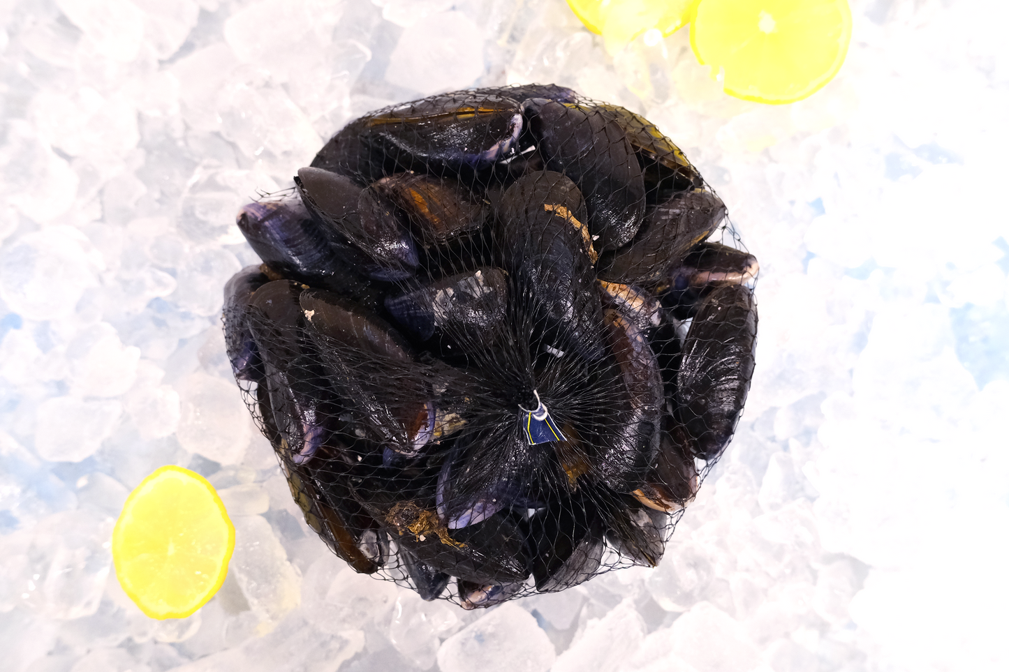 Live Cornish Mussels 康沃爾郡活青口貝