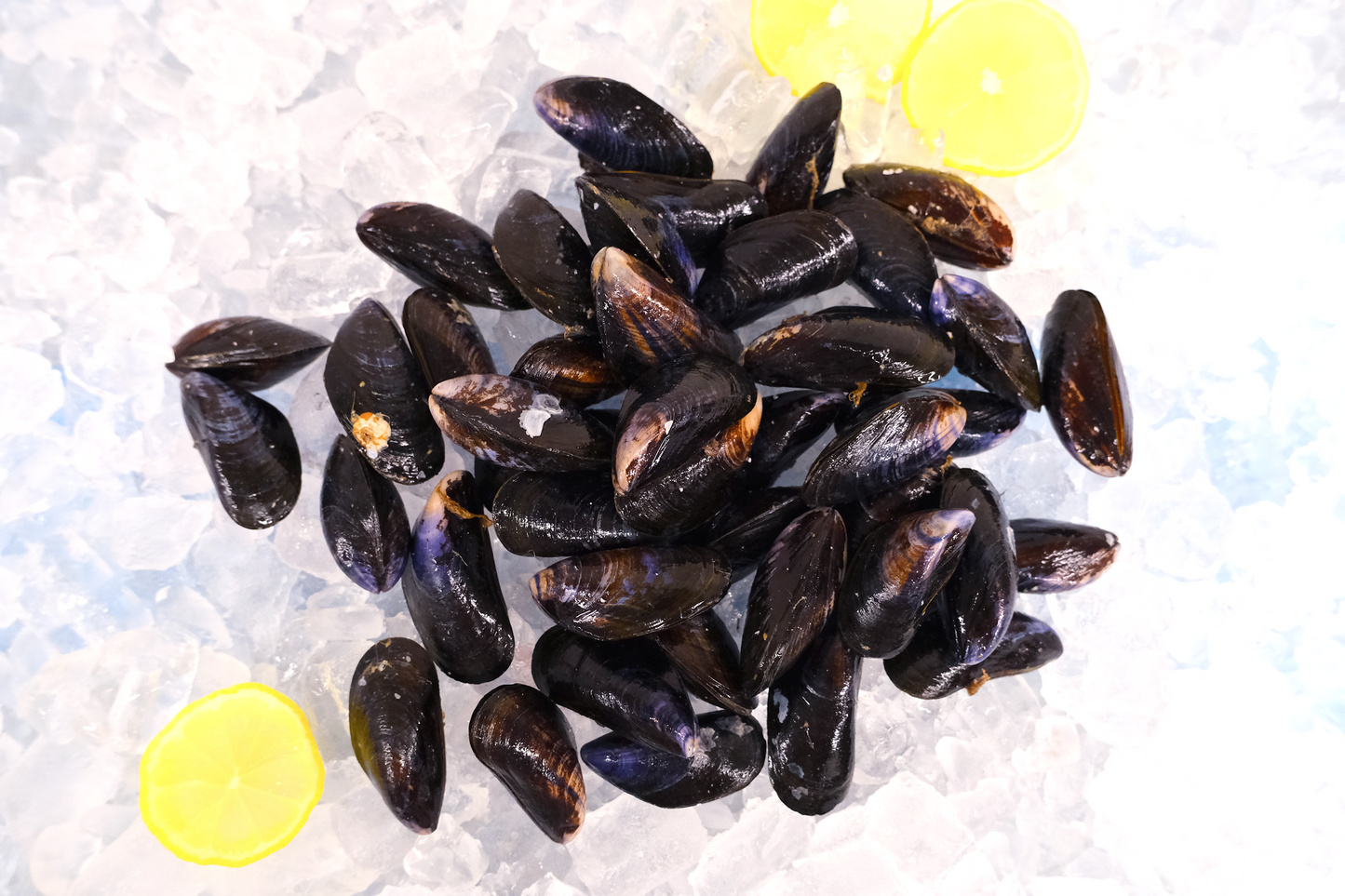 Live Cornish Mussels 康沃爾郡活青口貝