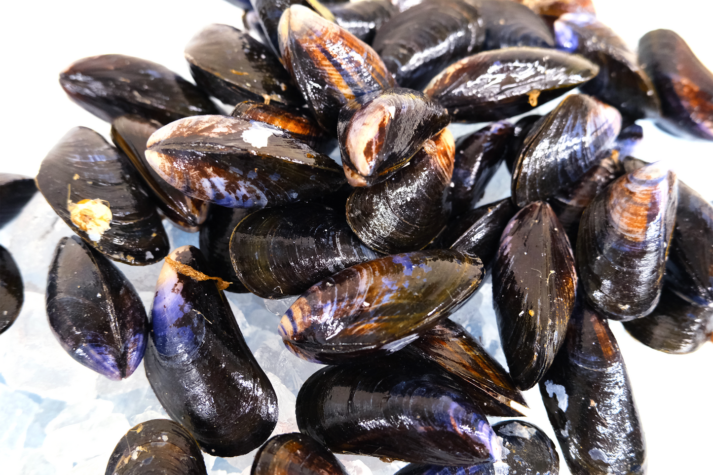 Live Cornish Mussels 康沃爾郡活青口貝