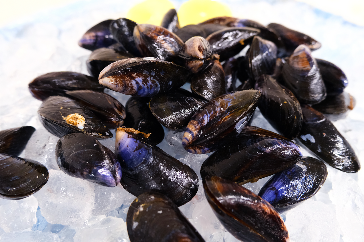 Live Cornish Mussels 康沃爾郡活青口貝