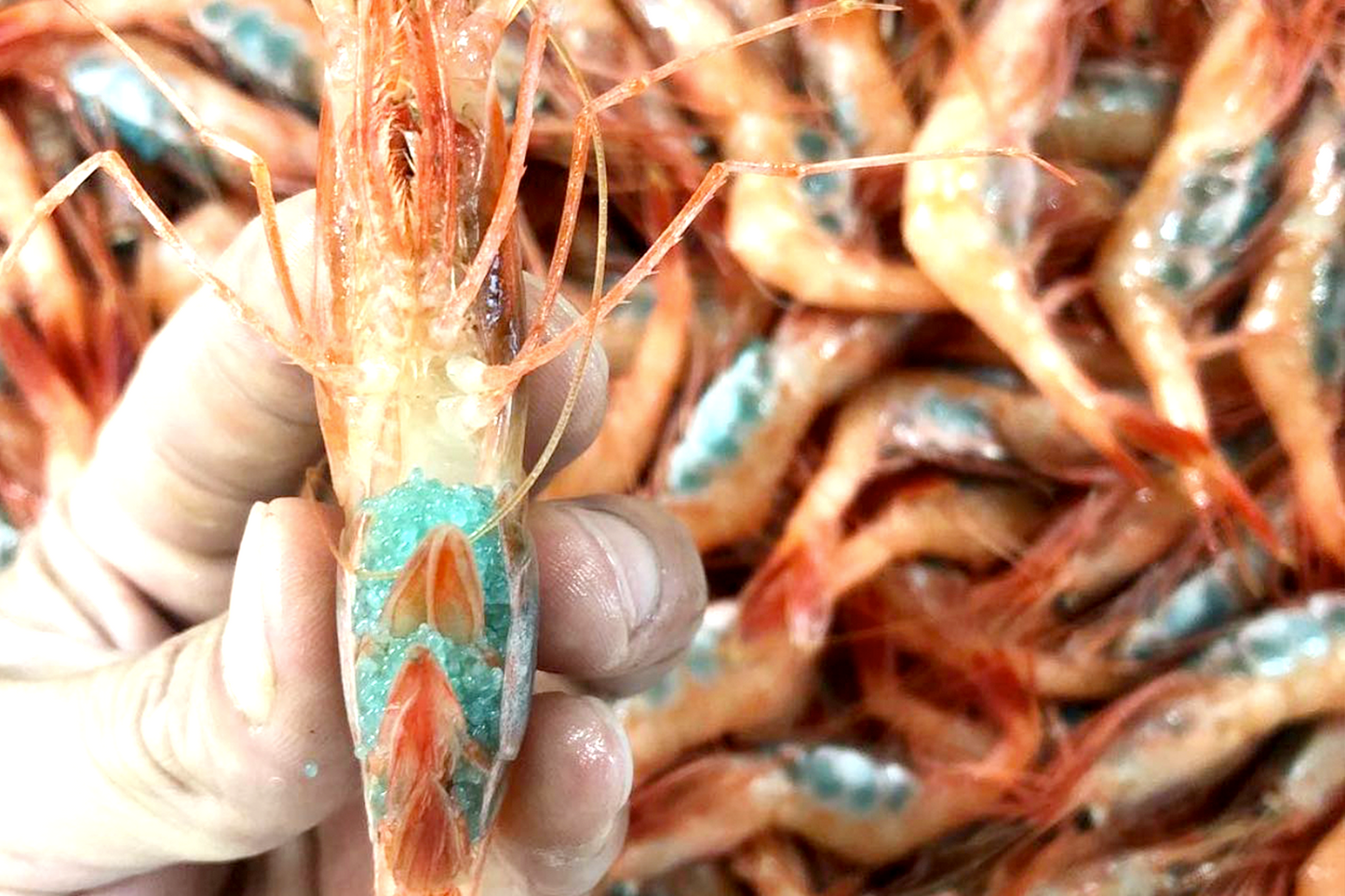 Norway Wild Ama Ebi Sashimi Sweet Prawn 刺身挪威野生甜蝦