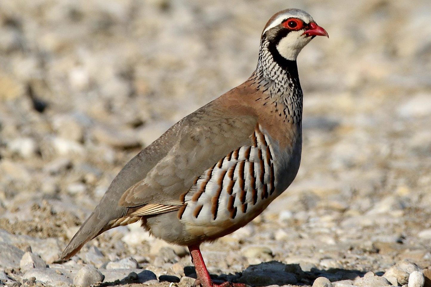 Fresh Whole French Partridge 红腿小竹鸡(鹧鸪)
