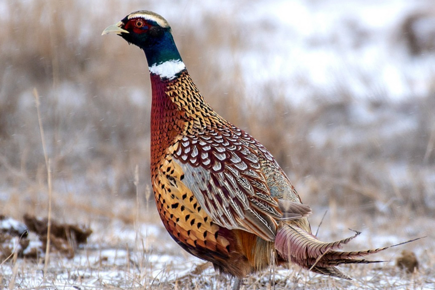 Fresh Whole Wild Pheasant 新鲜野山鸡