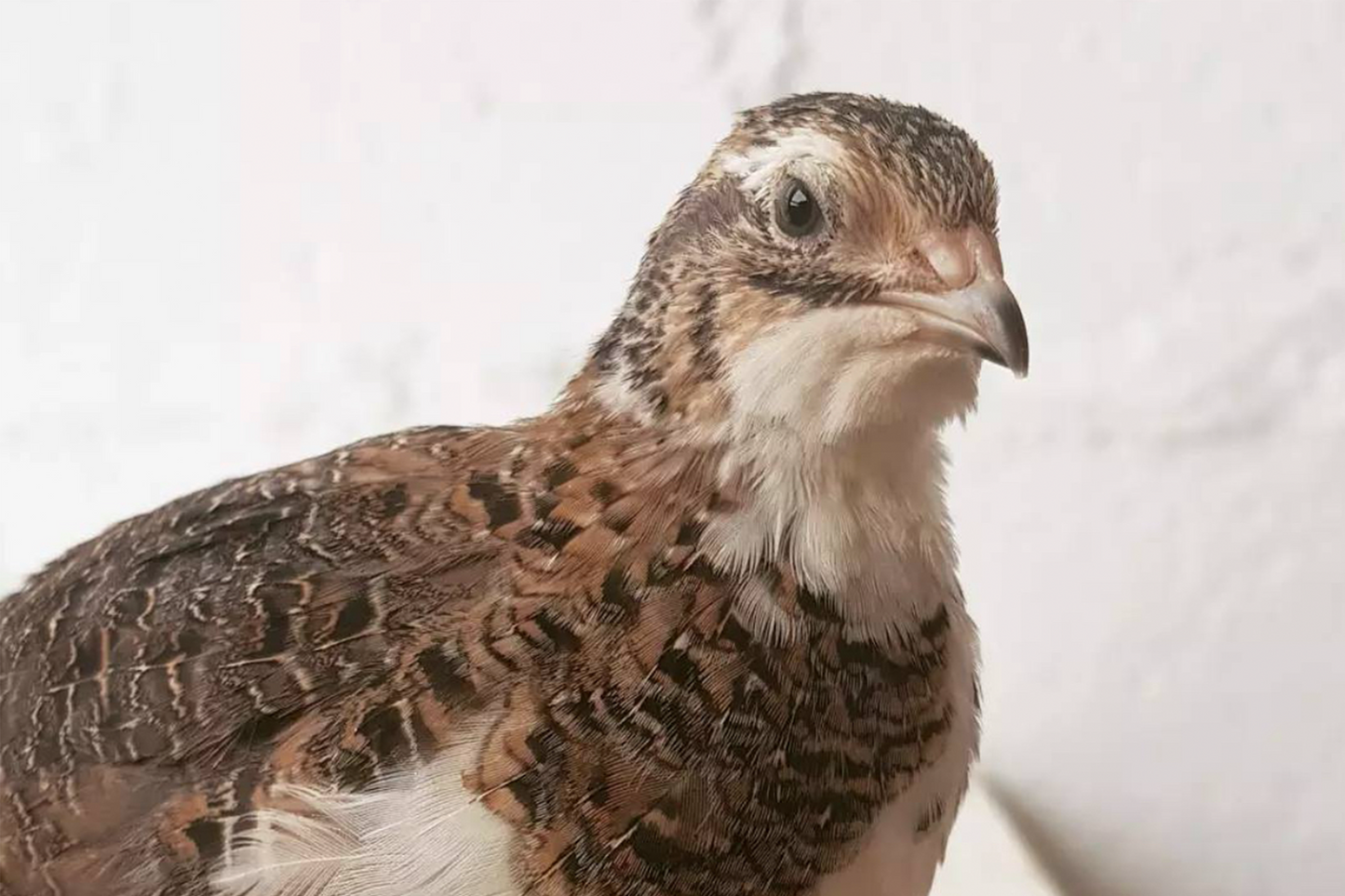 Fresh Whole French Quail 新鲜法国鹌鹑