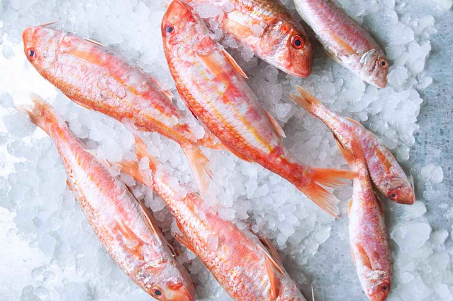 Red Mullet 地中海小红鱼