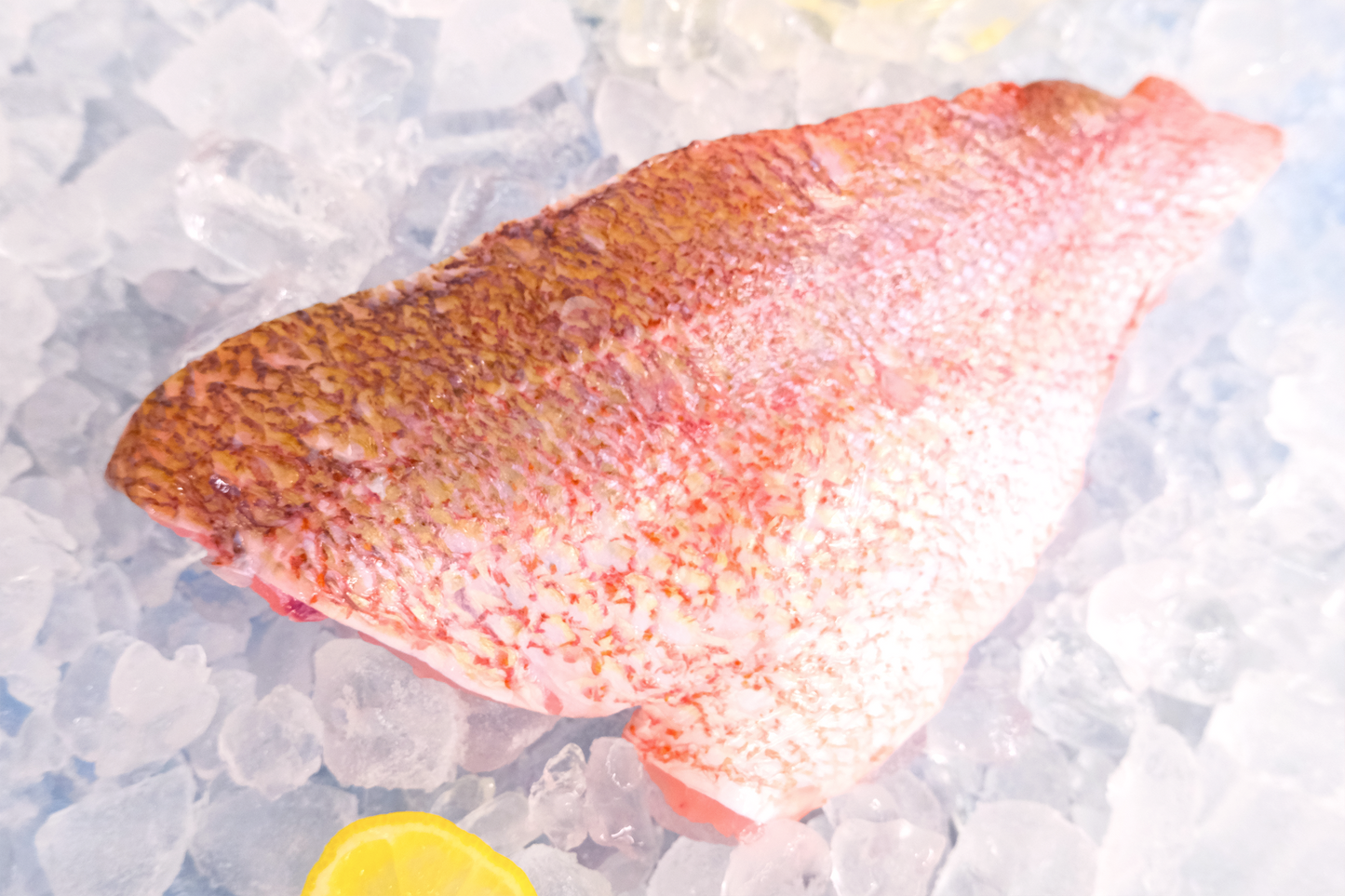 Fresh Red snapper 新鲜红鲷鱼