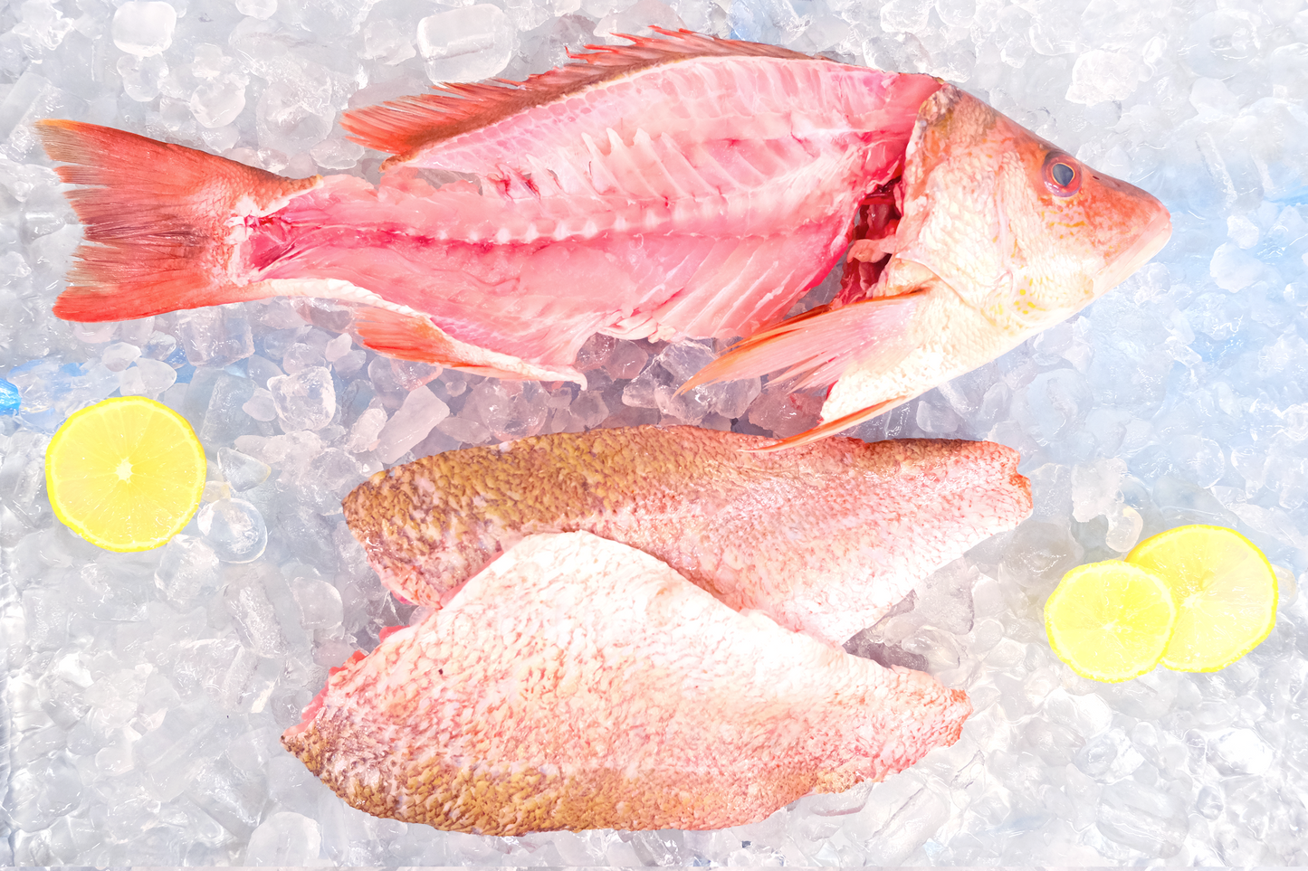 Fresh Red snapper 新鲜红鲷鱼