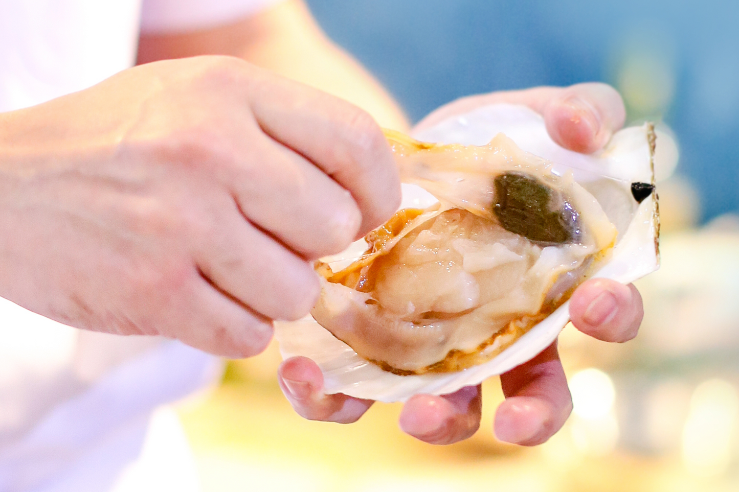 Live Diver catch Cornish Scallop Roe-on 康沃尔郡带黄活扇贝