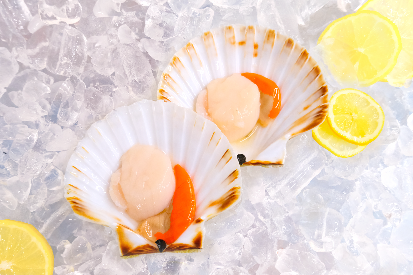 Live Diver catch Cornish Scallop Roe-on 康沃尔郡带黄活扇贝