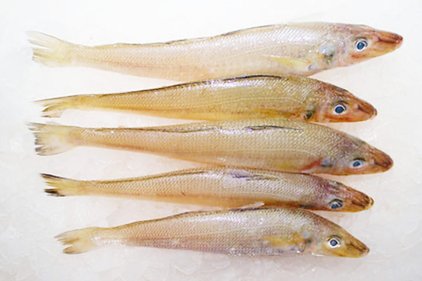 Fresh Lady fish 新鲜沙尖鱼