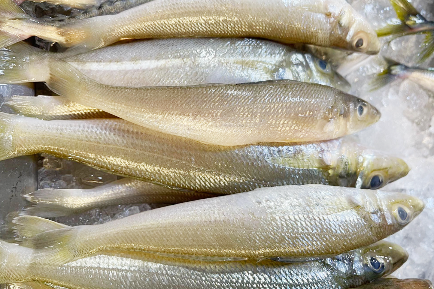 Fresh Lady fish 新鲜沙尖鱼