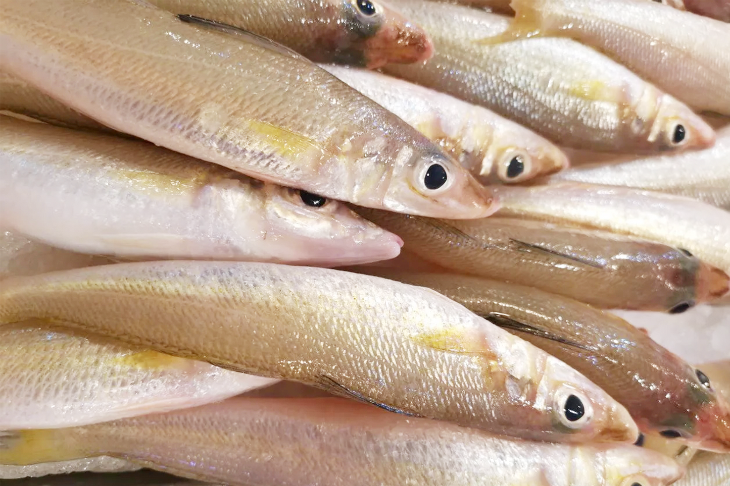 Fresh Lady fish 新鲜沙尖鱼