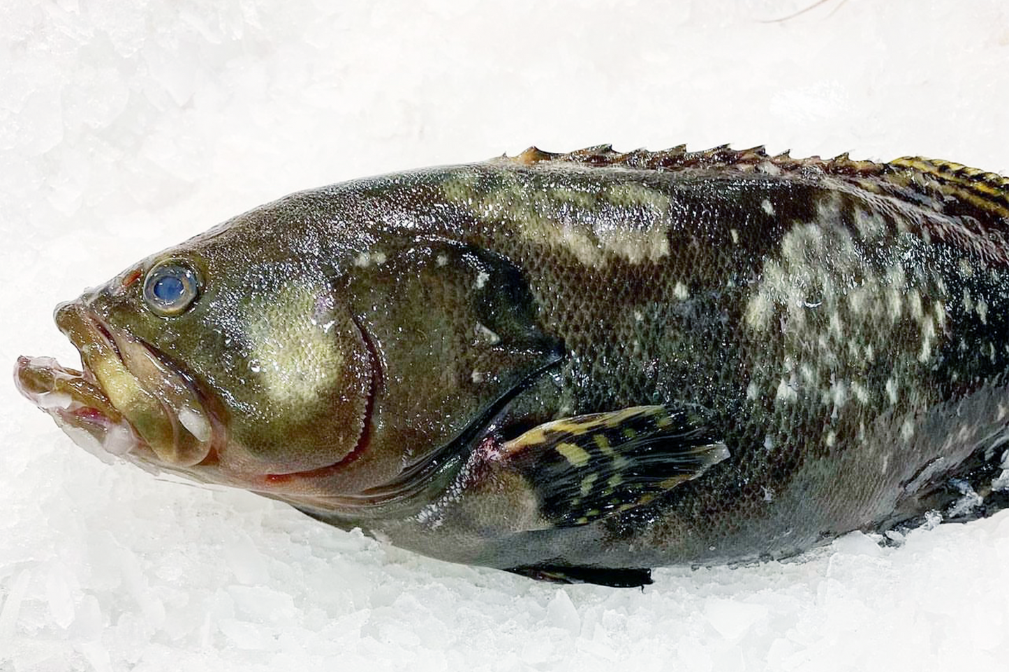 Fresh Spot Grouper 斑点石斑鱼
