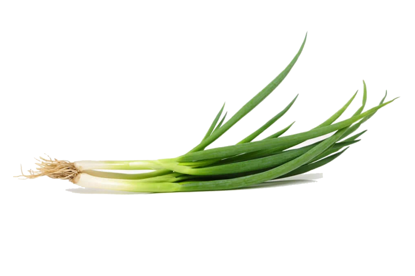 Spring Onion 小蔥