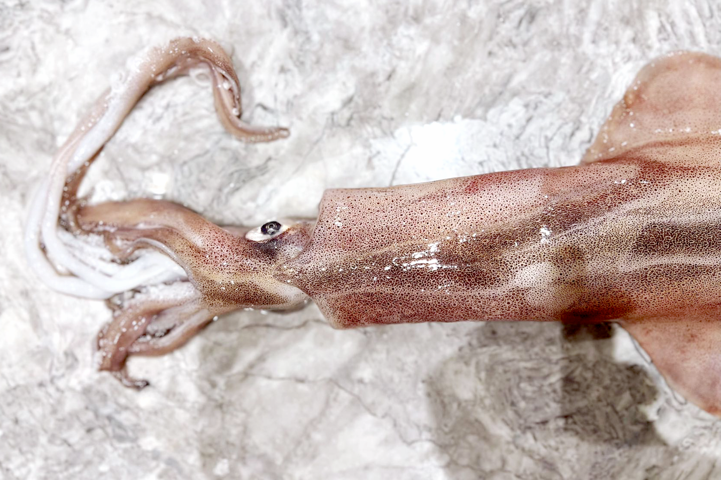Wild-Caught Sashimi Grade Whole Squid 野生船冻整条刺身级鱿鱼