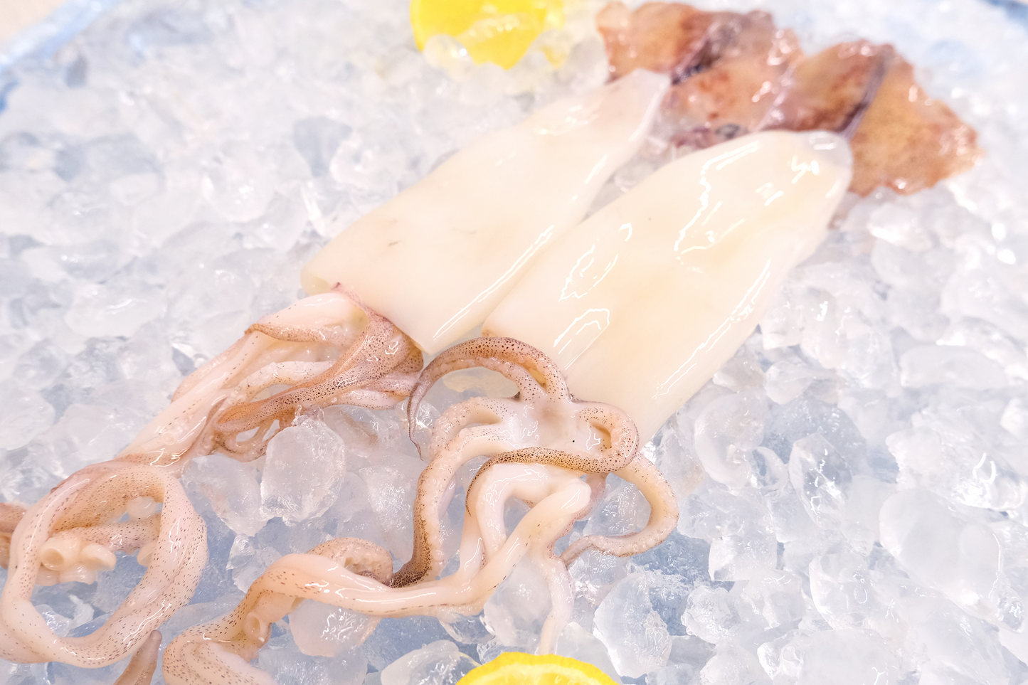 Daily Catch Fresh Squid 每日现捕小鱿鱼
