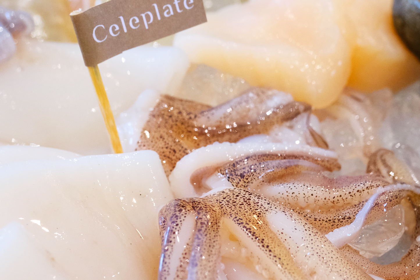 Daily Catch Fresh Squid 每日现捕小鱿鱼