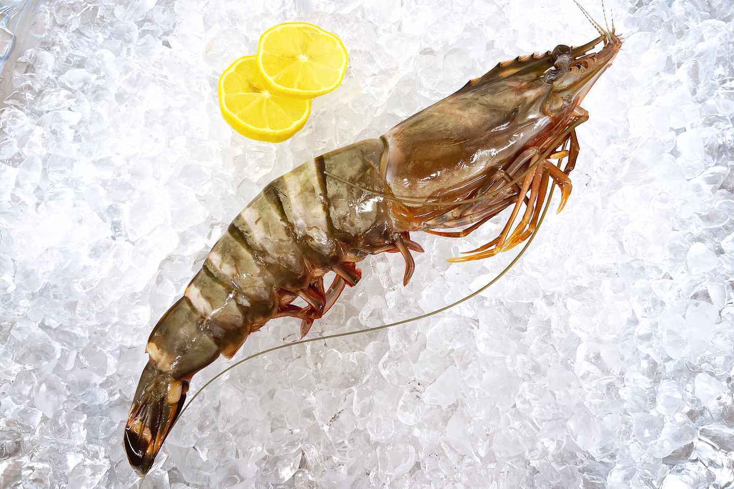 Giant Wild South Atlantic Tiger Prawn 巨型野生老虎虾