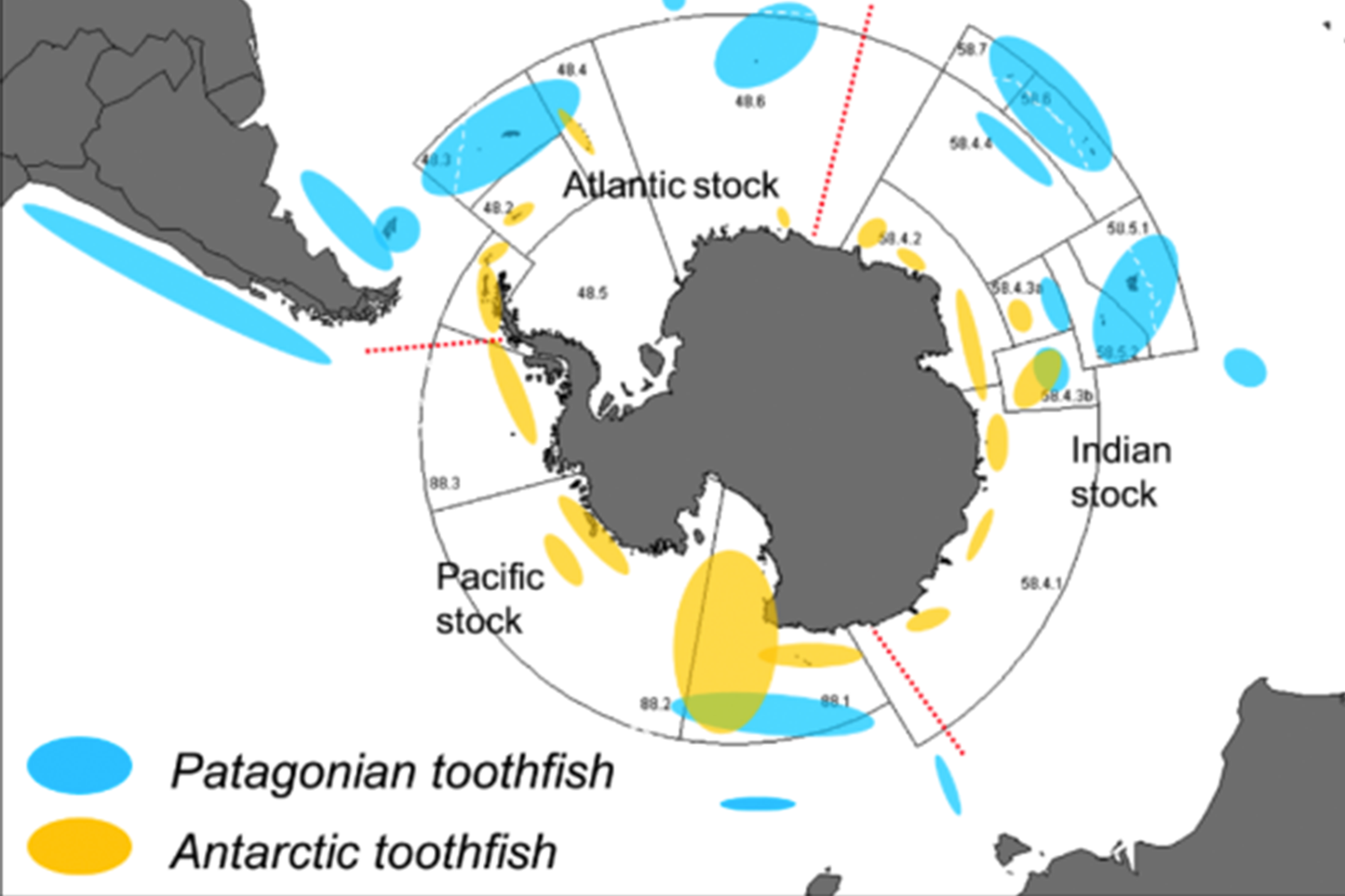 Wild-Caught Patagonian Toothfish 南極野生銀鱈魚